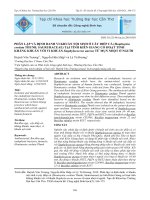 Phân lập và định danh vi khuẩn nội sinh ở cây diếp cá (Houttuynia cordata Thunb, Saururaceae) tại tỉnh Kiên Giang có hoạt tính kháng khuẩn với vi khuẩn Staphylococcus aureus từ mụn nhọt ở người