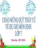 Sinh học 7 - Tiết 22 - Bài 21: Đặc điểm chung và vai trò của ngành thân mềm.