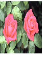 Văn 7 - Tiết 129 : Ôn tập tiếng việt.