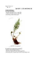 SINH 6 BÀI 39 QUYẾT VÀ CÂY DƯƠNG XỈ ( Cô Liên )