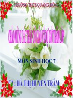 Sinh 7-Tiết 52: Bộ ăn sâu bọ, bộ gặm nhấm, bộ ăn thịt : Trường THCS Quảng Đông