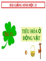 Tiêu hóa ở động vật | Lớp 11, Sinh học - Ôn Luyện