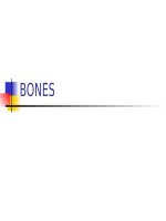 BONES ppt _ ANH VĂN (y dược)