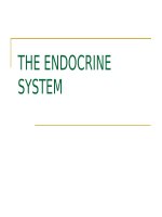 ENDOCRINE SYSTEM ppt _ ANH VĂN (y dược)