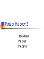 PARTS OF THE BODY 2 ppt _ ANH VĂN (y dược)
