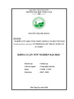 Nghiên Cứu Khả Năng Nhân Giống Lan Hài Vân Nam (Paphiopedilum Callosum) Từ Phôi