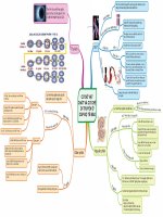 [Tài liệu] Cơ sở vật chất và cơ chế di truyền cấp độ tế bào