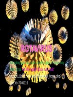 ROTAVIRUS ppt _ VI SINH