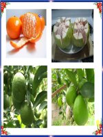 Tiet 14. Ki thuat trong cay an qua co mui