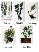 GIÁO ÁN ĐIỆN TỬ SINH 6 BÀI THỰC VẬT KHÁI NIỆM SƠ LƯỢC VỀ PHÂN LOẠI THỰC VẬT