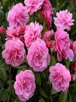 Luyện tập chung tr 124