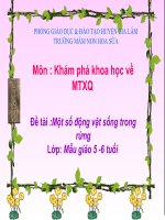 Khám phá khoa học: Động vật sống trong rừng | Mầm non Hoa Sữa - Gia Lâm