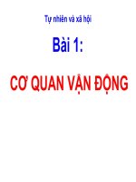 Tự nhiên xã hội 2 - Tuần 1: Cơ quan vận động