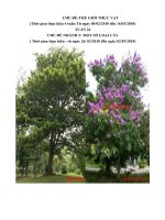 giáo án chủ đề Thế giới thực vật tuần 24 tuần phụ nhánh 2