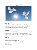 Tải Tập làm văn lớp 4: Tả con chim bồ câu -  Những bài văn miêu tả con chim bồ câu hay nhất