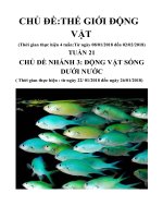 giáo án chủ đề Thế giới động vật tuần 21 tuần phụ nhánh 3