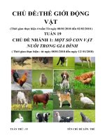 giáo án chủ đề Thế giới động vật tuần 19 tuần phụ nhánh 1