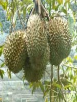 TV 4 - Tuần 22 - Sầu riêng