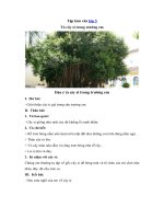 Tải Tập làm văn lớp 5: Tả về cây si trong trường em -  Những bài văn hay lớp 5