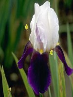 Toán 4 - Tuần 14 - Chia một tổng cho một số