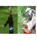 Hóa học 9 - Tiết 15 - Phân bón hóa học