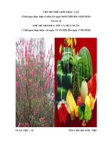 Tuần 19: Chủ đề 6 