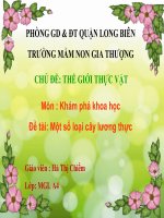 Khám phá một số loại cây lương thực