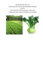 Tuần 20: Chủ đề 6: 