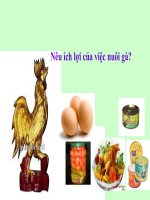 Bài giảng điện tử Kĩ thuật - tuần 16: Một số giống gà ở Việt Nam- 5A4