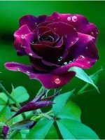 TUAN 28.Luyen tap Trang 149