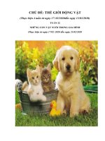 GIAO AN TUAN 22 CD NHUNG CON VAT DANG YEU