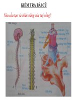 Sinh 8_Tuần 25_tiết 47_Bai 45 Dây thần kinh tuỷ_Ng.T.Hải Hà