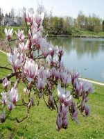 Chính tả - lớp 3 - tuần 22 - Bài Một nhà thông thái