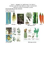 Sinh 6:Tuần 23      CHỦ ĐỀ: CÁC NHÓM THỰC VẬT (TIẾT 3)Nội dung 3: HẠT KÍN- ĐẶC ĐIỂM CỦA THỰC VẬT HẠT KÍNLỚP HAI LÁ MẦM VÀ LỚP MỘT LÁ MẦM