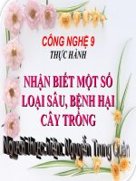 Tiet 21. Thuc hanh. Nhan biet mot so sau benh hai cay an qua