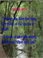 Sinh 6_Tuần 33_Tiết 62_Bài 50 Vi khuẩn (tiếp)_Thân Phương Hồng Ngọc