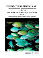 Tuần 29: Chủ đề 10 