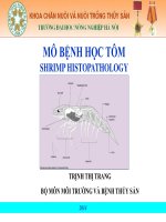 Bài giảng mô bệnh học tôm (Trịnh Thị Trang, Đại Học Nông Nghiệp Hà Nội)