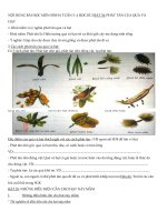 nội dung ôn tập khối 6 tuần 1 2 tháng 022020  thcs phan công hớn