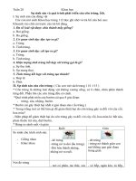 phiếu học tập lớp 5 tuần 28  tiểu học bình quới