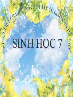 SINH 7- ĐA DẠNG CỦA LỚP THÚ - Website Trường THCS Phan Bội Châu - Đại Lộc - Quảng Nam