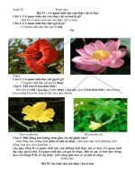 phiếu học tập lớp 5 tuần 26  tiểu học bình quới