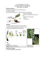 Sinh 6:CÁC NHÓM THỰC VẬT (Tiết 2)Nội dung 2: QUYẾT-CÂY DƯƠNG XỈHẠT TRẦN-CÂY THÔNG