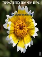 Môn Tiếng Việt Khối 3 (Tuần 28)