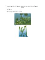 bài 26: Một số loài cây sống dưới nước?