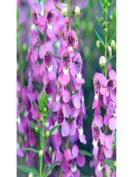 Toán 3 - Tuần 12: Luyện tập