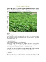 Tải Kỹ thuật trồng su su lấy ngọn - Hướng dẫn trồng su su lấy ngọn