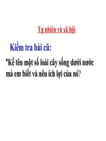 Tiểu học Đô thị Sài Đồng |  TNXH2- Loai vat song o dau