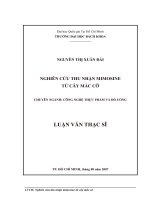 Nghiên cứu thu nhận mimosine từ cây mắc cỡ  