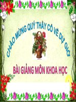 Lớp 4 - Khoa học - Tuần 33 - Bài 66: Chuỗi thức ăn trong tự nhiên